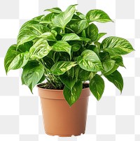 PNG Golden pothos plant houseplant leaves.