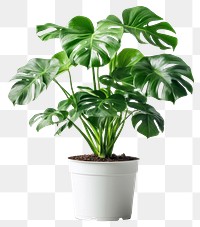 PNG Indoor plant houseplant leaves white.