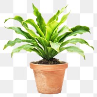 PNG Staghorn fern plant houseplant leaves.