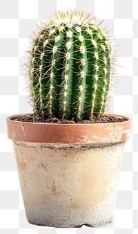 PNG San pedro cactus plant house pot.