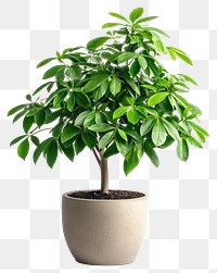 PNG Umbrella plant houseplant leaf pot.