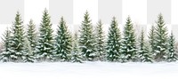 PNG Real winter pine forest trees snow nature.