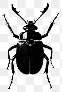 PNG Insect black invertebrate illustration.