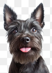 PNG Terrier licking lips animal dog pet.