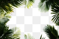 PNG Green dark palm leaves leaf background tropical.