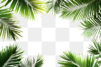 PNG Real neon palm leaves leaf background tropical.