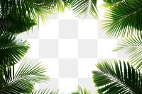 PNG Real palm leaves leaf vegetation background.