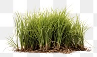 PNG Vetiver grass outdoors nature plant. 