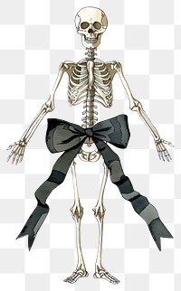 PNG A full body skeleton illustration halloween drawing.