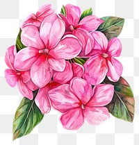 PNG Flower bouquet flowers art illustration.