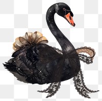 PNG Black swan illustration watercolor bird.