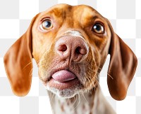 PNG Dog licking nose pet background animal.