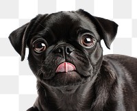 PNG Pug licking its lips animal dog pet.