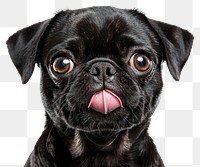 PNG Pug Tongue Out licking its nose animal dog pet.