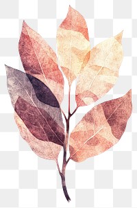 PNG Croton illustration watercolor leaf.