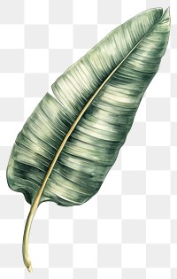 PNG Banana Leaf leaf art illustration.