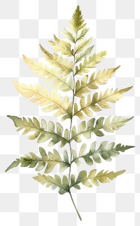 PNG Fern leaves leaf illustration watercolor.