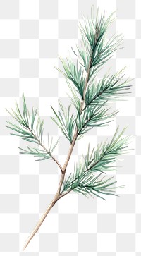 PNG Screw Pine pine illustration watercolor.