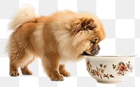 PNG Chow Chow bowl chow cat.