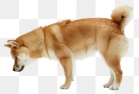 PNG Shiba Inu bowl animal canine.