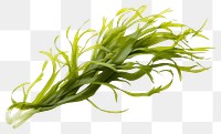 PNG Seaweed vegetable plant food. 