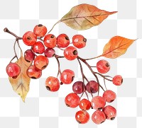 PNG Autumn berries illustration watercolor leaves.