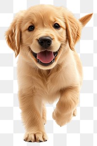 PNG Golden retriever puppy walking smiling happy dog.