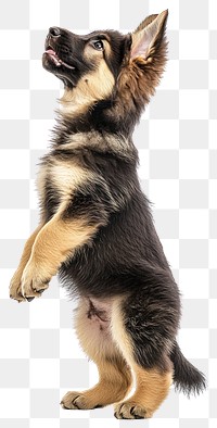 PNG German Shepherd puppy standing shepherd german dog.