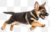 PNG German Shepherd puppy running shepherd animal german.