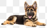 PNG German Shepherd puppy laying shepherd animal german.