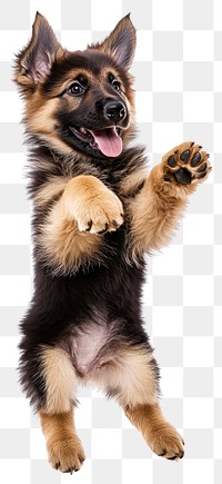 PNG German Shepherd puppy jumping background shepherd german.