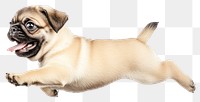 PNG Pug puppy jumping pug happy dog.