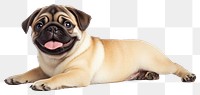 PNG Pug puppy laying pug background smiling.