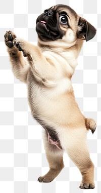 PNG Pug puppy standing pug background animal.