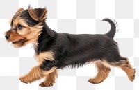 PNG Yorkshire Terrier puppy walking background terrier happy.