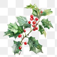 PNG Holly illustration watercolor leaves.