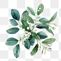 PNG Mistletoe leaves leaf art illustration.