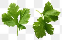 PNG Leaf coriander parsley plant. 