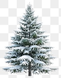 PNG Christmas tree with snow christmas pine art.