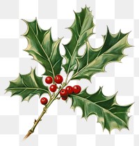 PNG Holly illustration leaves leaf.