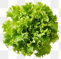 PNG Salad vegetable lettuce plant.