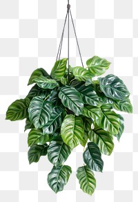 PNG Real calathea plant hanging leaf hanging plant.