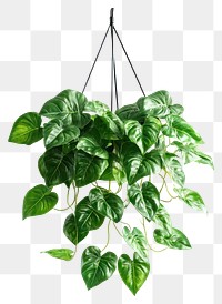 PNG Real Philodendron plant hanging leaves.