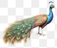 PNG Peacock peacock animal bird.