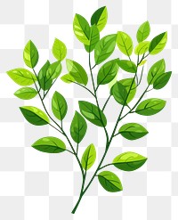 PNG Green foliage illustration plant art.