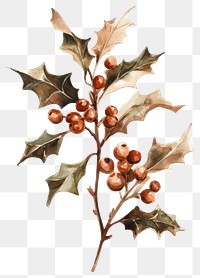 PNG Holly illustration watercolor christmas.