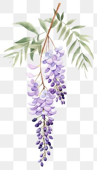 PNG Cute watercolor illustration of a Wisteria flower wisteria blossom grapes.