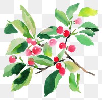 PNG Holly art watercolor vibrant.