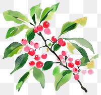 PNG Holly watercolor vibrant leaves.