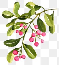 PNG Mistletoe watercolor leaves design.